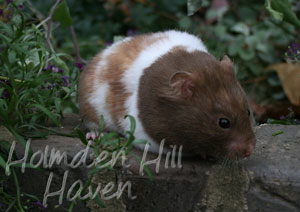 Chocolate Dream- Chocolate Tortoiseshell and White (Banded) Shorthaired